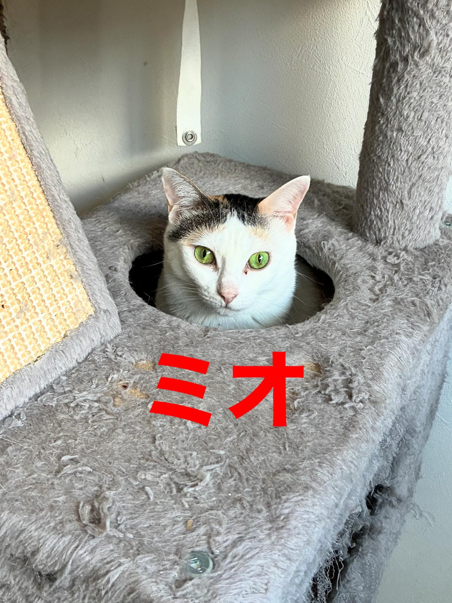 ミオちゃん、キットタワーからひょっこり🐈
#猫スティン
#猫カフェ
#いがいと福知山
#インスタ毎日更新45日目