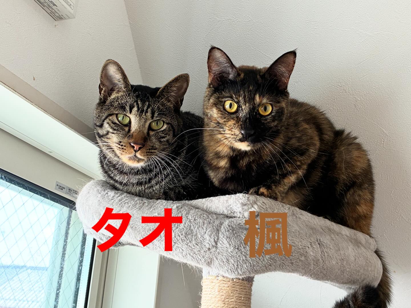 タオと楓のツーショット📷
この2匹が一緒にいるとこ初めて見たので写真におさめておきました😸
#猫スティン
#猫カフェ
#いがいと福知山
#インスタ毎日更新47日目