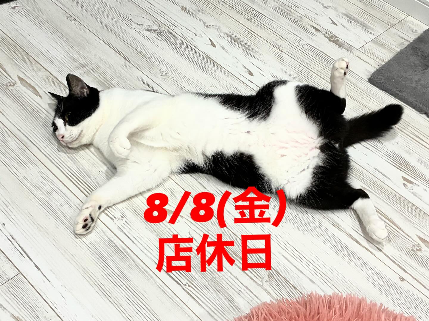 8/8(金)
本日猫スティン店休日🎌
#猫スティン
#猫カフェ
#いがいと福知山
#インスタ毎日更新49日目
