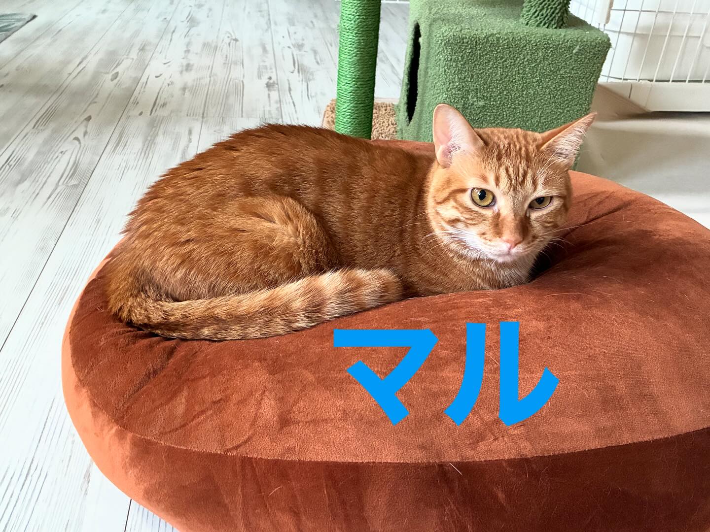 人間用に買ったつもりのクッション。
だいたい猫に占領されてます🐈
#猫スティン
#猫カフェ
#いがいと福知山
#インスタ毎日更新48日目