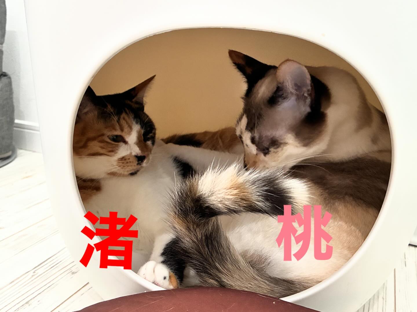 やっぱり猫は狭いとこが大好き🐈🐈⬛
仲良し姉妹の渚と桃🍑
#猫スティン
#猫カフェ
#いがいと福知山
#インスタ毎日更新46日目