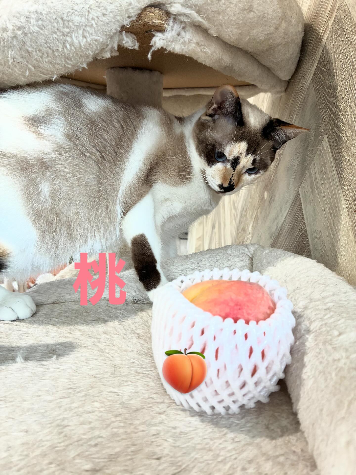 桃ちゃんと🍑
もうちょっと可愛く撮りたかったけど、🍑が嫌なのか桃ちゃん逃げ腰でした😹
奥田農園の直売所で購入した🍑
めちゃうまいです😋
#猫スティン
#猫カフェ
#いがいと福知山
#インスタ毎日更新50日目