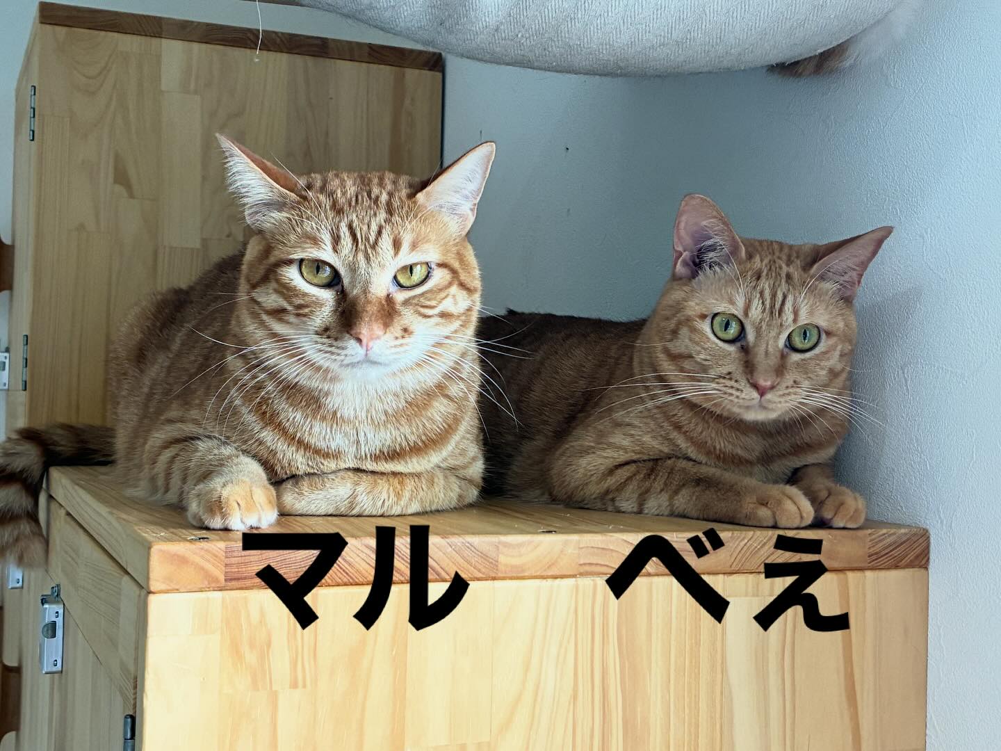 茶トラの2ショット📷
とても良い雰囲気で撮れた気がする🐈
#猫スティン
#猫カフェ
#いがいと福知山
#インスタ毎日更新51日目