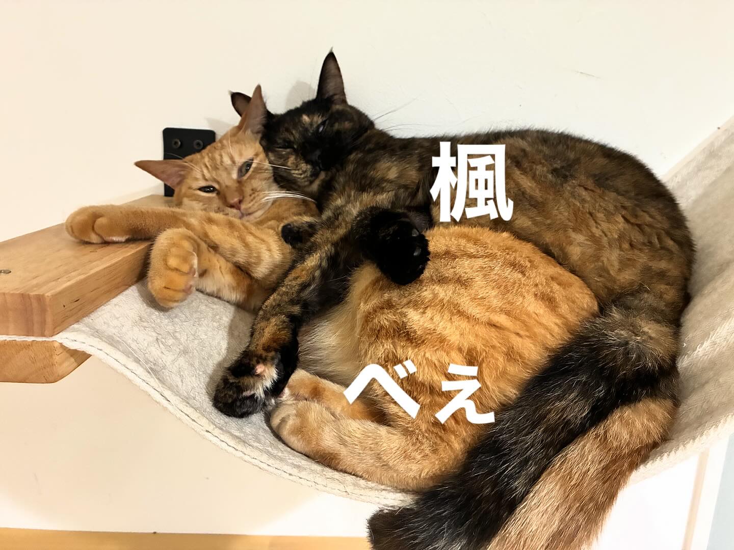最近いつもくっついてる仲良し親子🐈🐈⬛
#猫スティン
#猫カフェ
#いがいと福知山
#インスタ毎日更新52日目