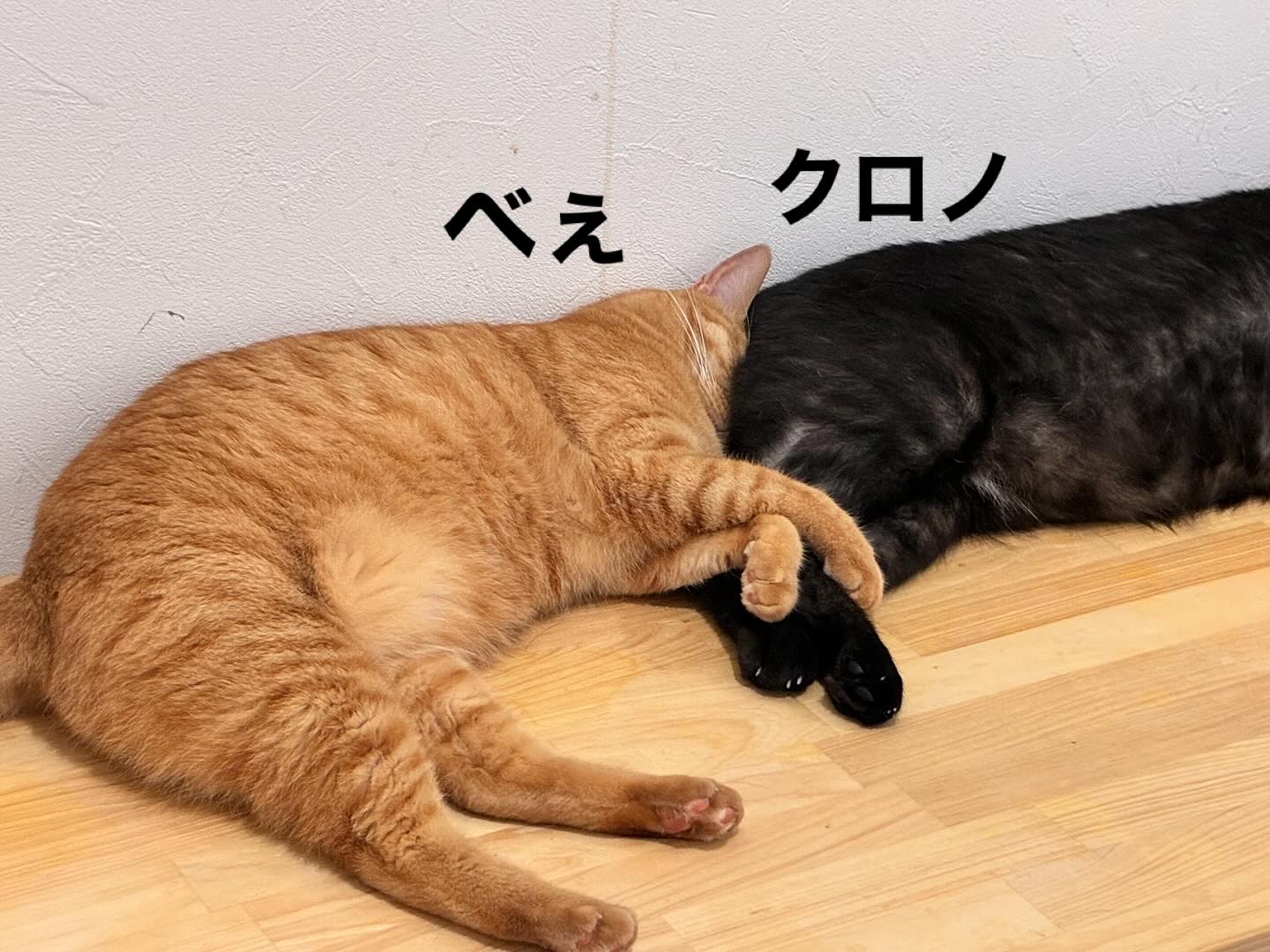 どこに顔埋めて寝てるんだい🐈
#猫スティン
#猫カフェ
#いがいと福知山
#保護猫
#福知山城
