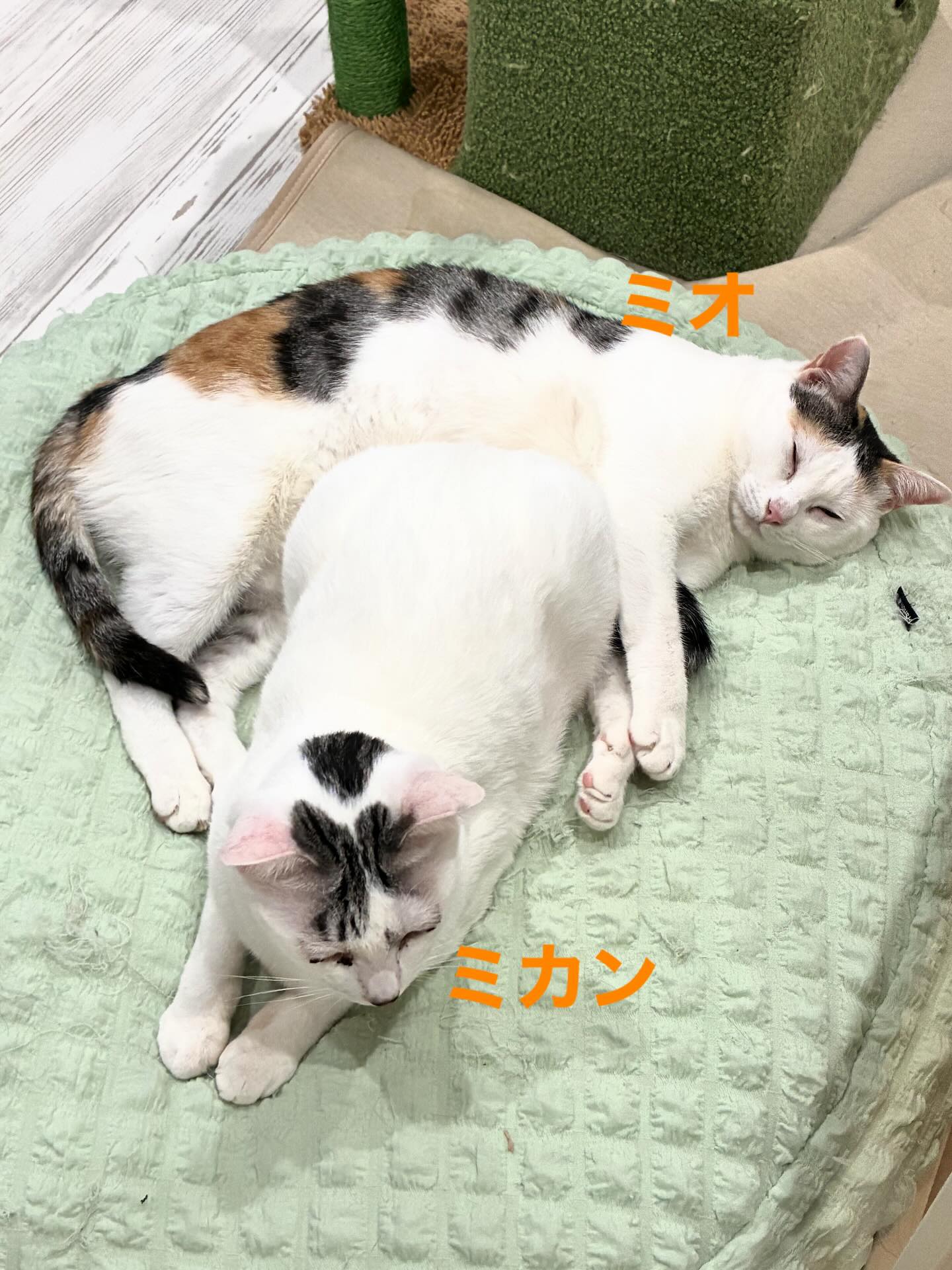 仲良し親子がお昼寝中💤🐈
#猫スティン
#猫カフェ
#いがいと福知山
#保護猫
#福知山城