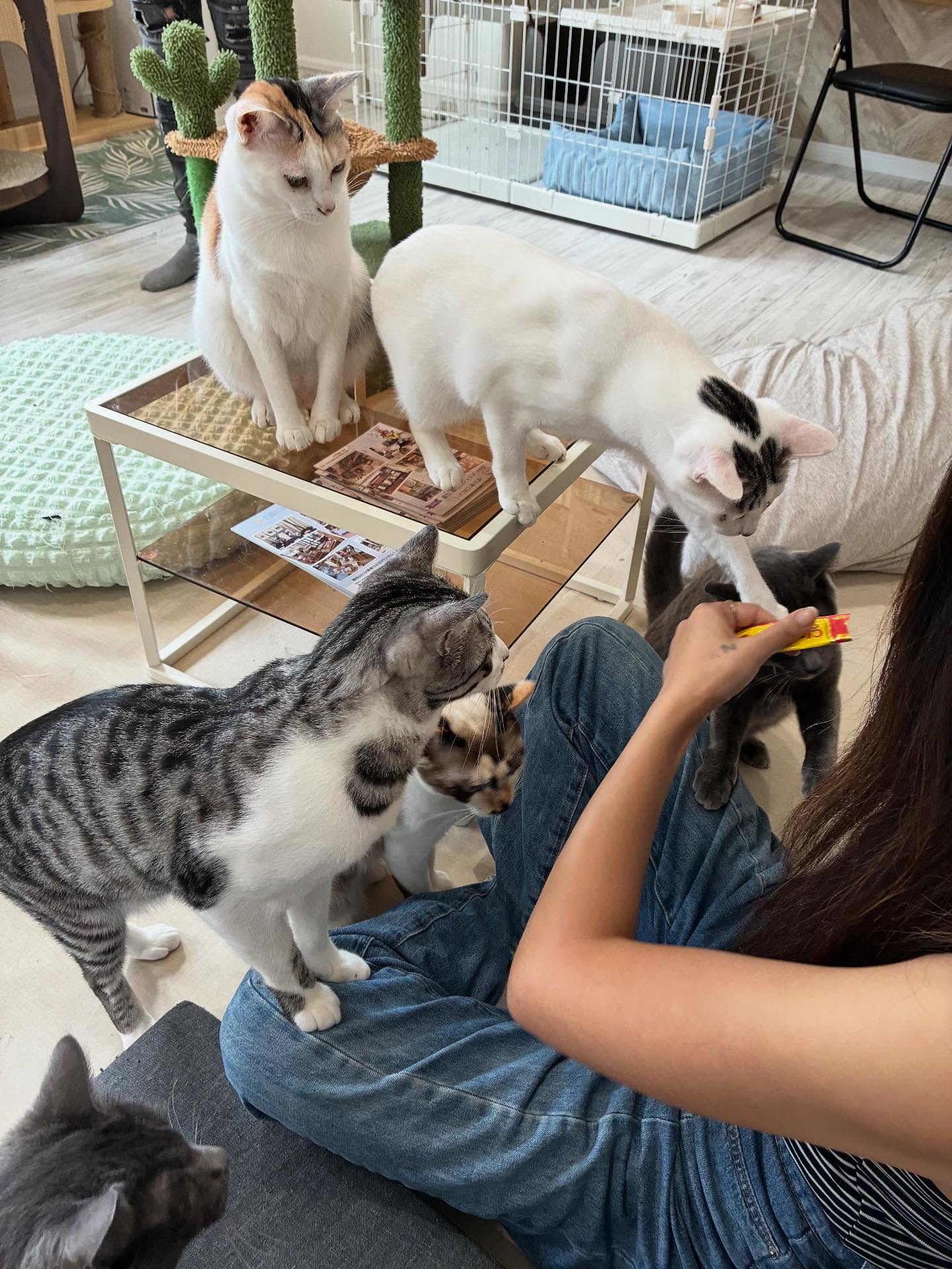 ちゅ〜るの時間は大騒ぎ🐈
#猫スティン
#猫カフェ
#いがいと福知山
#保護猫
#福知山城