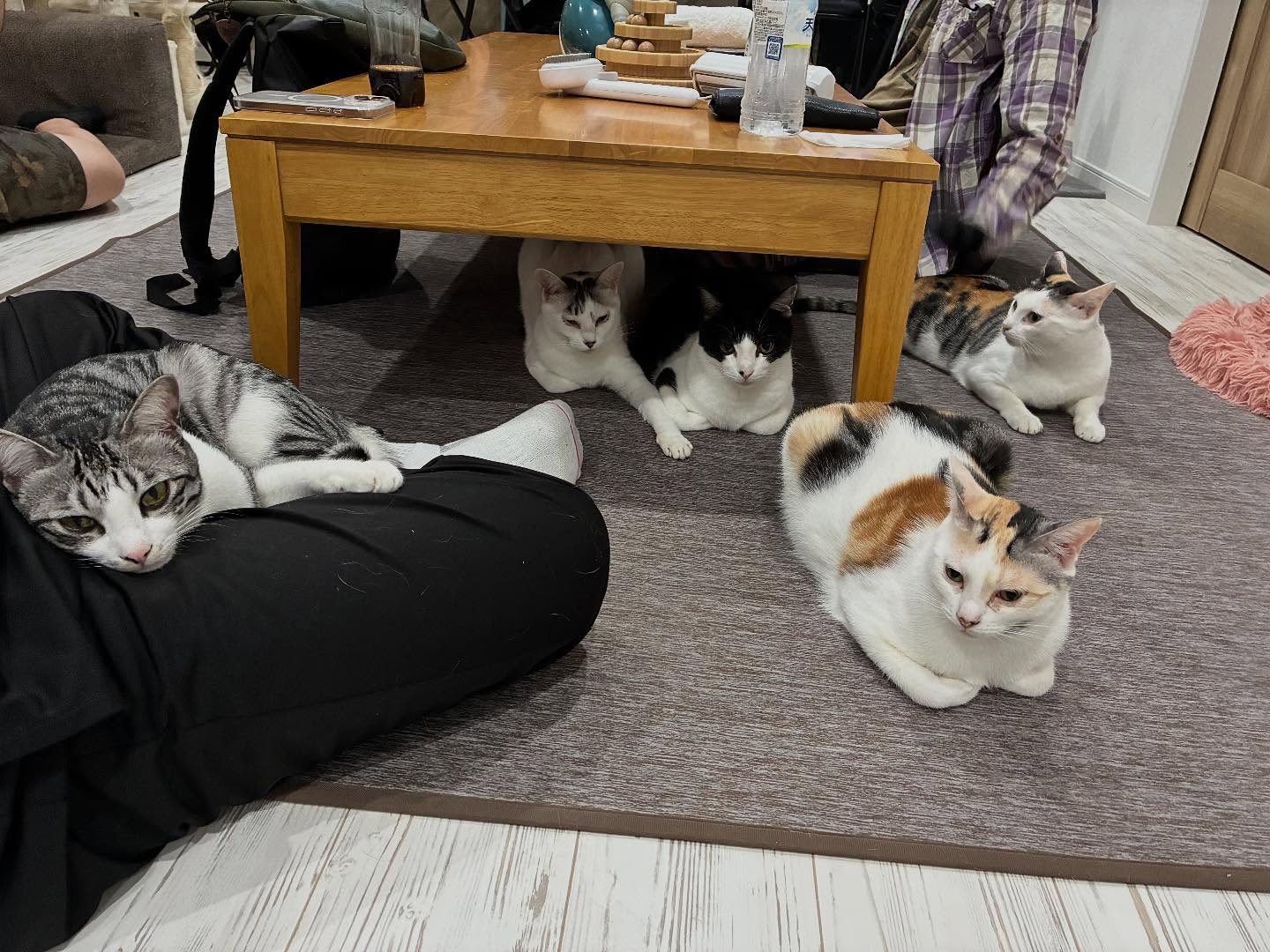 ミオちゃんファミリー全員集合🐈
みな大人猫になったから家族写真はなかなか撮れないね
#猫スティン
#猫カフェ
#保護猫
#いがいと福知山
#福知山城
#福知山市