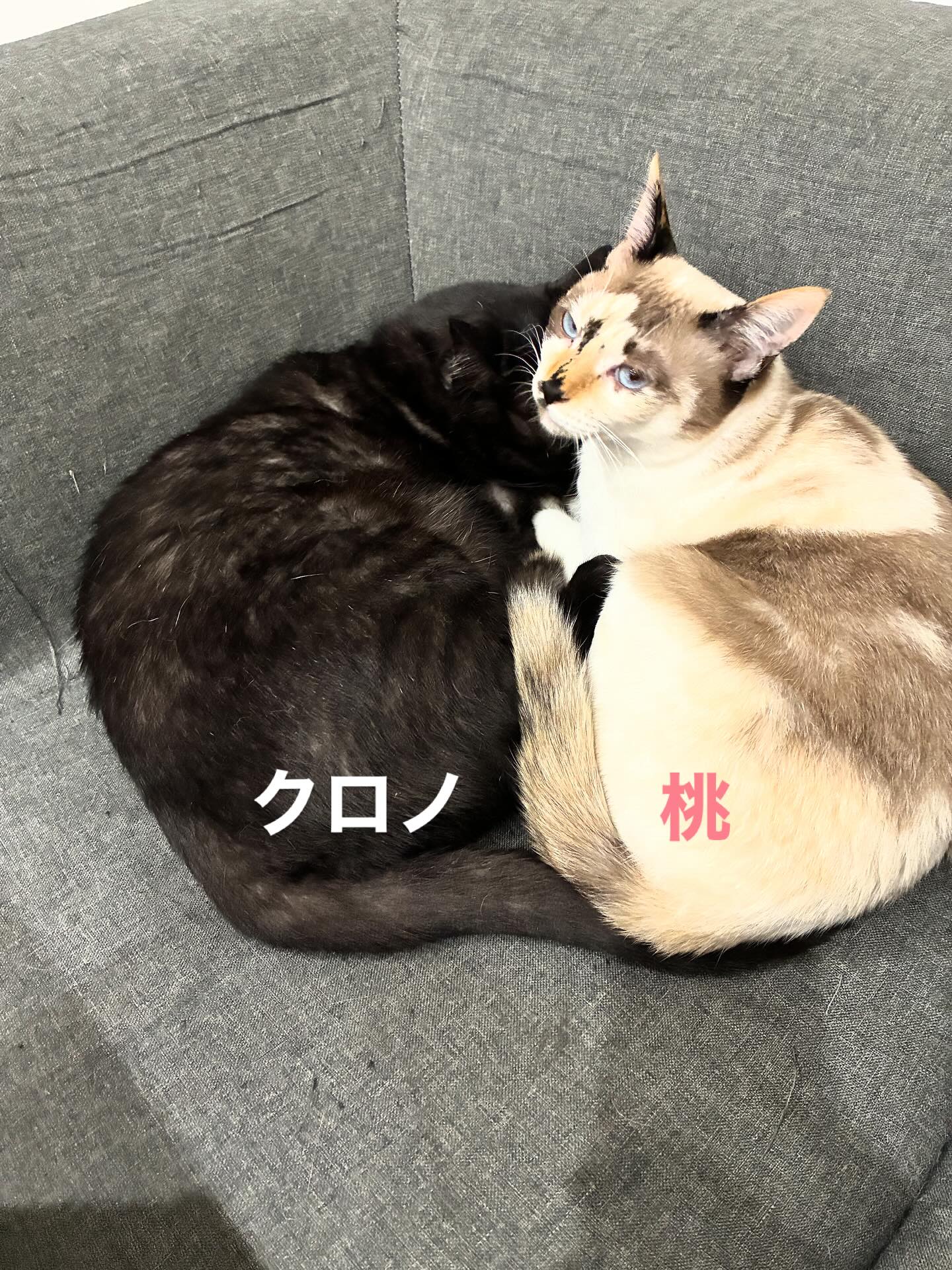 クロノと桃の白黒コンビ🐈
桃ちゃんの目つきが少し悪いわね😾
#猫スティン
#猫カフェ
#いがいと福知山
#福知山市
#保護猫
#福知山城