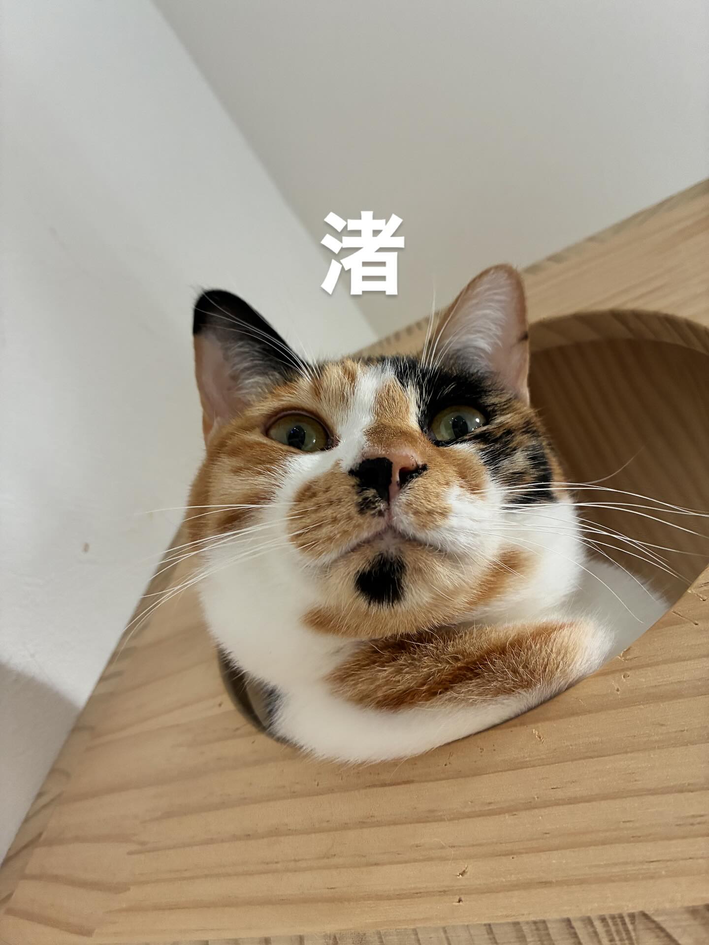 猫はどの角度から見ても可愛いの😻
#猫スティン
#猫カフェ
#保護猫
#福知山城
#いがいと福知山