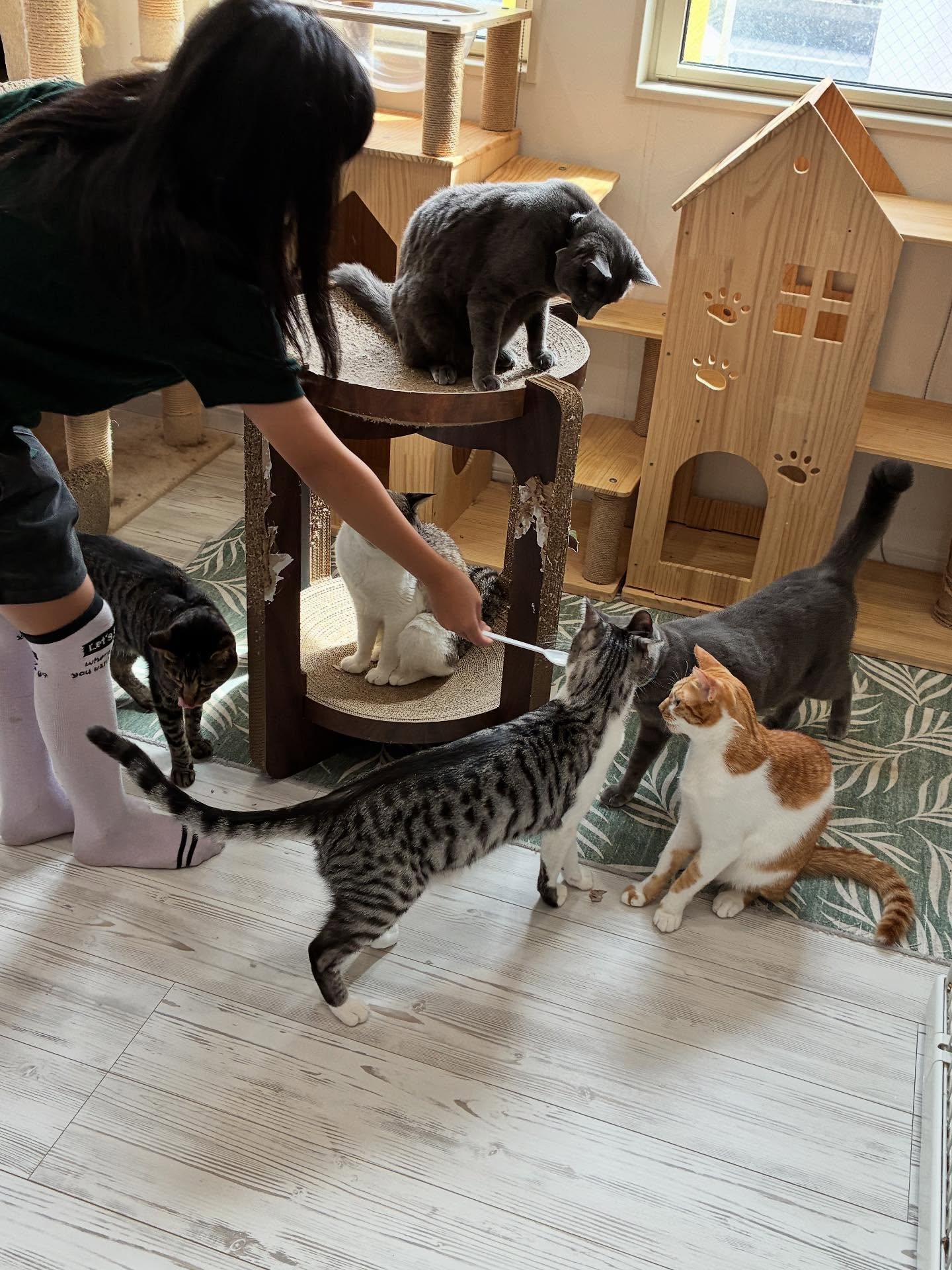 おやつはやめられない🍘
#猫スティン
#猫カフェ
#いがいと福知山
#保護猫
#福知山城