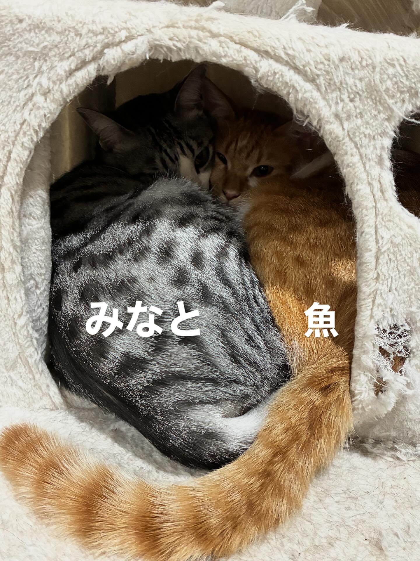 イケメンコンビのみなと君と魚くん🐈
子猫みたいにピッタリくっついてる。
#猫スティン
#猫カフェ
#福知山城
#保護猫
#いがいと福知山
