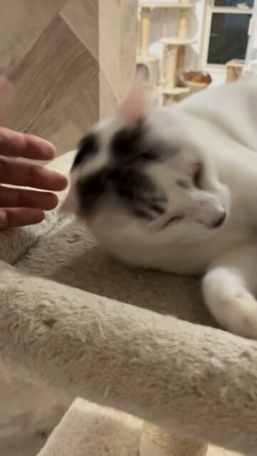 全く人慣れしてなかったミカン。
最近は触らせてくれるようになってきた🍊
#猫スティン
#猫カフェ
#福知山市
#いがいと福知山
#保護猫
#福知山城