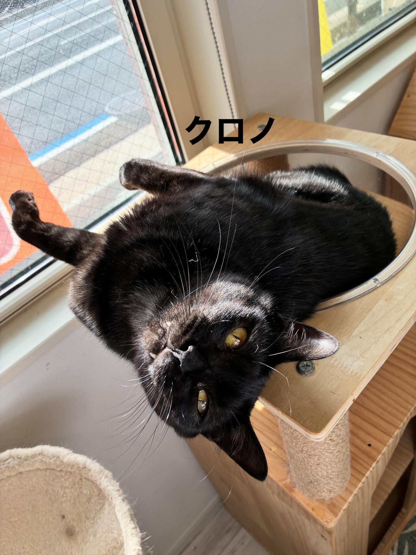 おはよう🐈⬛
#猫スティン
#猫カフェ
#福知山市
#いがいと福知山
#保護猫
#福知山城