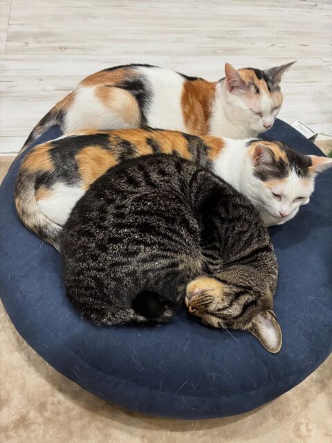 すやすやニャンコ💤
#猫カフェ
#猫スティン
#いがいと福知山
#福知山市
#保護猫
#福知山城