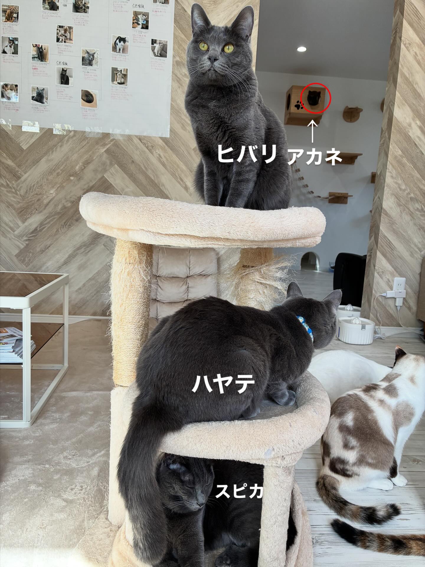 グレ猫の4兄弟写真が撮れたよ🤳
#猫スティン
#猫カフェ
#福知山市
#いがいと福知山
#保護猫
#福知山城