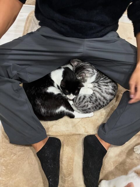 良い寝場所を見つけたね😸
#猫カフェ
#猫スティン
#いがいと福知山
#福知山市
#保護猫
#福知山城