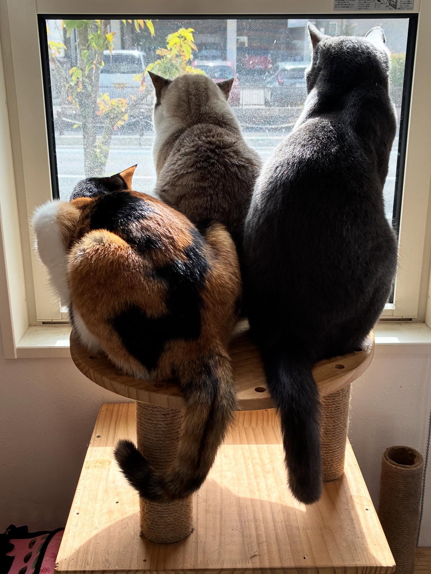 寒くなってきたけど、陽射しはあったかいね🐈
#猫スティン
#猫カフェ
#福知山市
#いがいと福知山
#保護猫
#福知山城