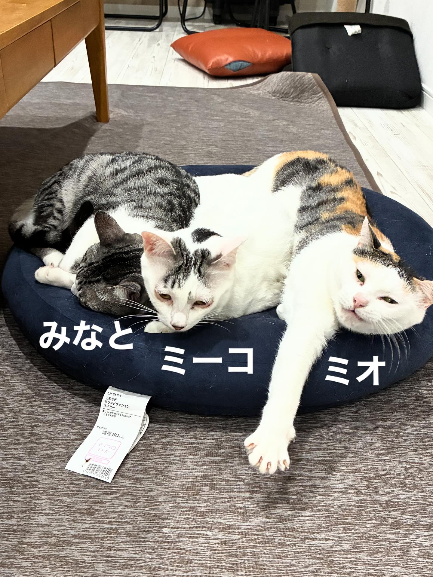 親子でゴロゴロ🐈
#猫スティン
#猫カフェ
#福知山市
#いがいと福知山
#保護猫
#福知山城