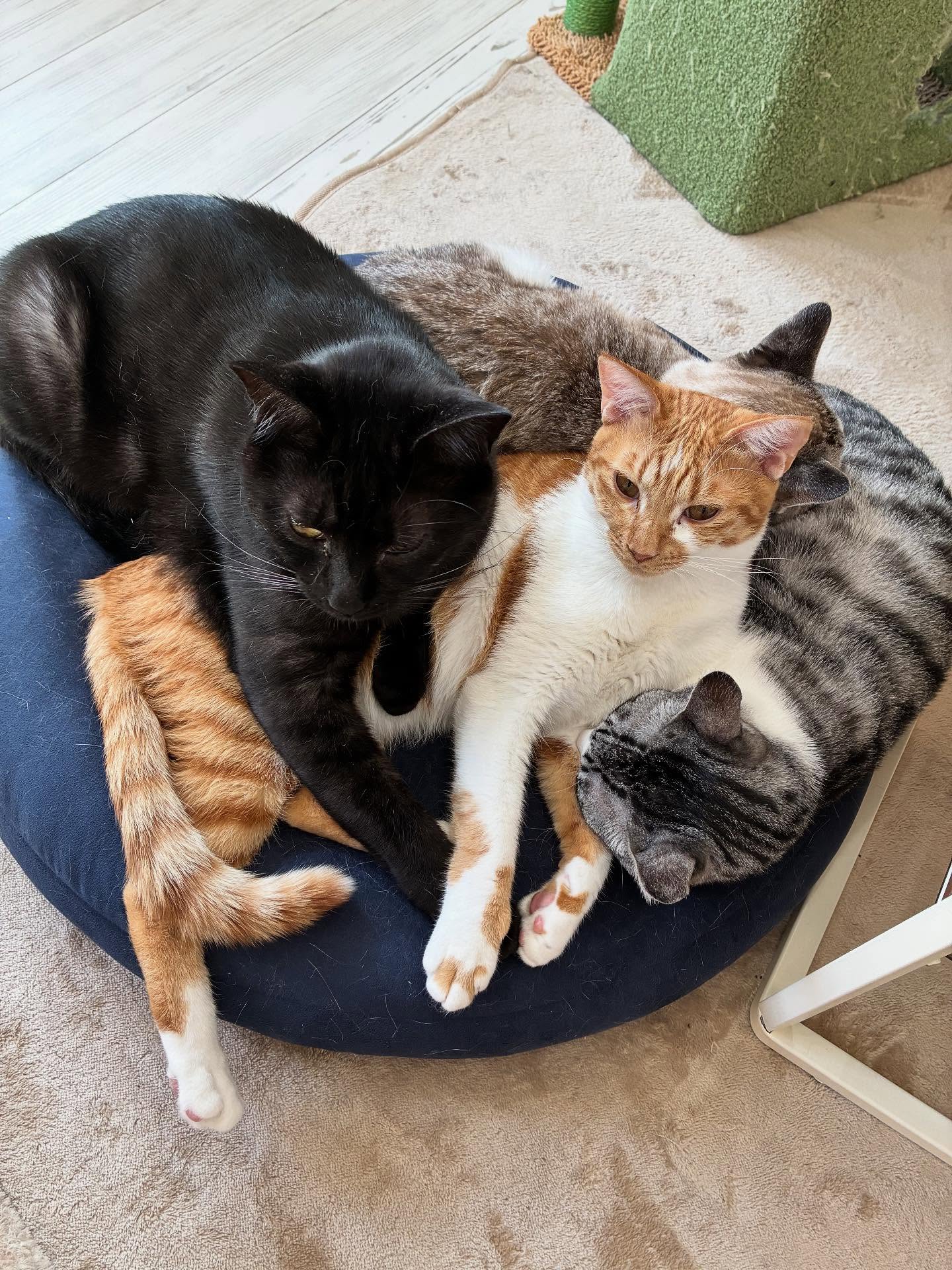 君たちこのクッション好きだねぇ🐈
#猫スティン
#猫カフェ
#いがいと福知山
#福知山市
#保護猫
#福知山城