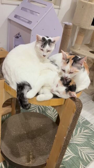 ミオちゃんファミリーの女子会🐈
ここは男子禁制ね😼
#猫スティン
#猫カフェ
#いがいと福知山
#福知山城
#福知山市
#保護猫